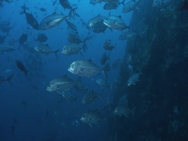 Escola de Big Eye Jacks peixe — Vídeo de Stock