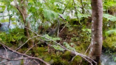 Zümrüt bitkiler, göller ve şelaleler büyülü dünyasına. su