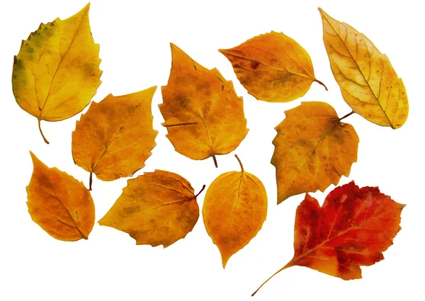 Desenho buquê de folhas secas, dessecadas e prensadas de plantas c — Fotografia de Stock