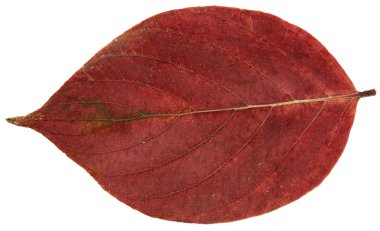 kurutulmuş sonbahar yaprakları bitkiler, çiçekler ve dalları, izole elem