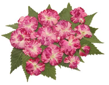 kurutulmuş sonbahar yaprakları bitkiler, çiçekler ve dalları, izole elem