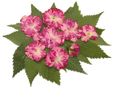 kurutulmuş sonbahar yaprakları bitkiler, çiçekler ve dalları, izole elem