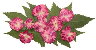 kurutulmuş sonbahar yaprakları bitkiler, çiçekler ve dalları, izole elem