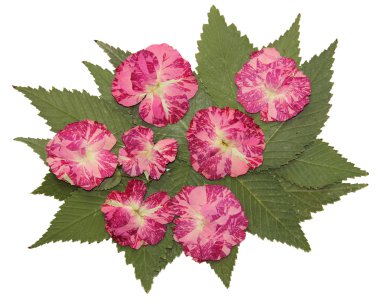 kurutulmuş sonbahar yaprakları bitkiler, çiçekler ve dalları, izole elem