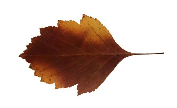 Getrocknete Herbstblätter von Pflanzen, Blumen und Zweigen, vereinzelter Saum — Stockfoto