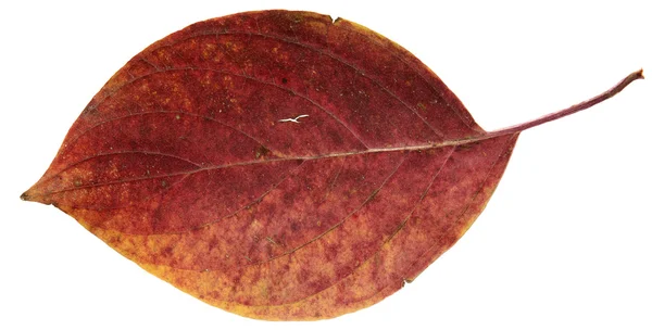 Sušené na podzim listy rostlin, květin a větví, izolované elem — Stock fotografie