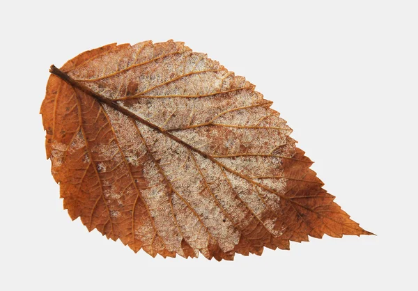 Hojas secas de otoño de plantas, elementos aislados sobre fondo blanco — Foto de Stock