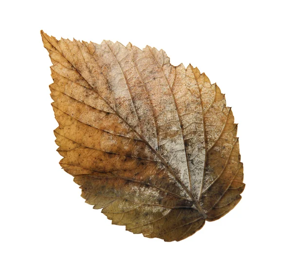 Hojas secas de otoño de plantas, elementos aislados sobre fondo blanco — Foto de Stock