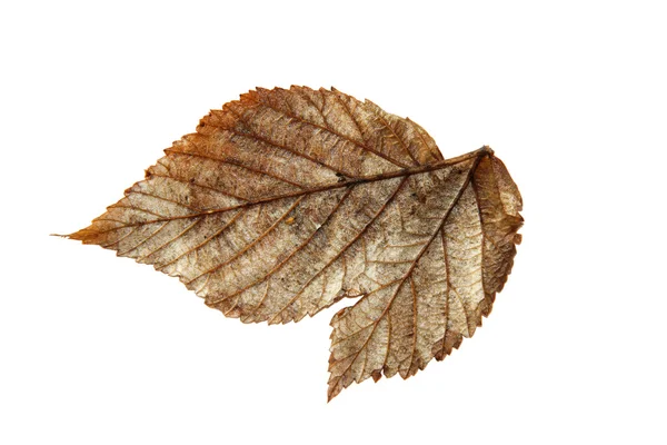 Folhas de outono secas de plantas, elementos isolados no backgro branco — Fotografia de Stock