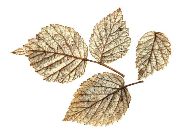 干燥的秋天银叶植物孤立元素上白色 b — 图库照片