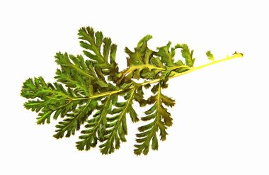 dry leaf, drawing of dried branch, isolated elements, white wate