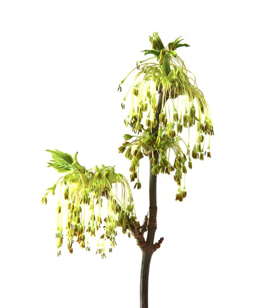 Blühender Ahornzweig, blühender Zweig der Kätzchen Weiden clo — Stockfoto