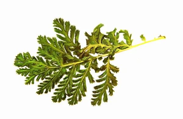 dry leaf, drawing of dried branch, isolated elements, white wate