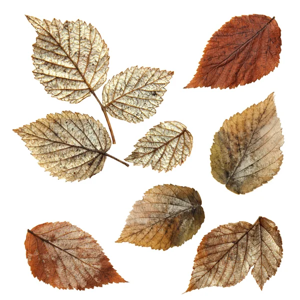 Suchý spadový list z malin, prvky malinový listí na — Stock fotografie