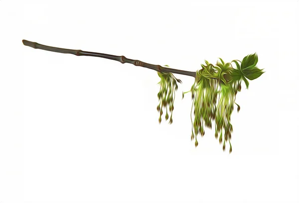 Ελαιογραφία, πνίγοντας κλαδί σφενδάμου, κλαδί άνθισης — Φωτογραφία Αρχείου