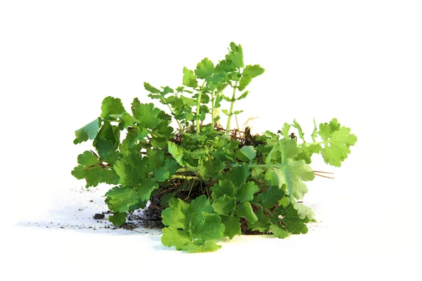 Jovem arbusto celandine, com um pedaço de terra e raízes folha fresca — Fotografia de Stock