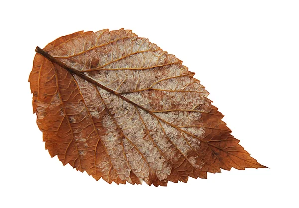 Nátěr suchý opadý list malin, prvky malinový listí položkové — Stock fotografie