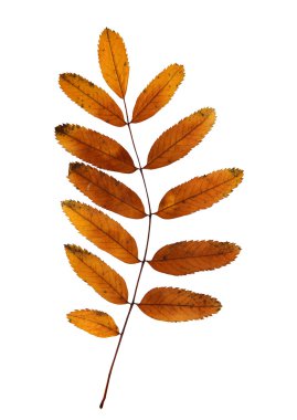 Kırmızı yaprak hassas kuru yaprakları rowan, rowanberry, üvez, vahşi kül,