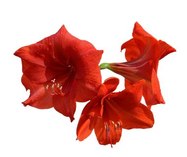 taze Hippeastrum çiçek, üç çiçek Amaryllis genç Şubesi