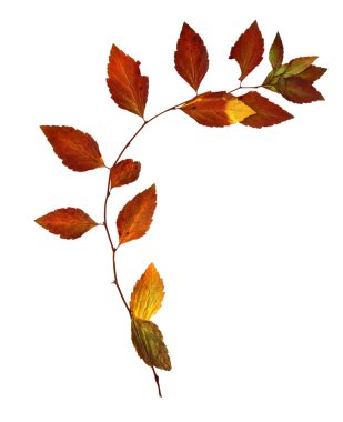 Kırmızı yaprak hassas kuru esnek huş dal ile kurutulmuş Reaply bırakır.