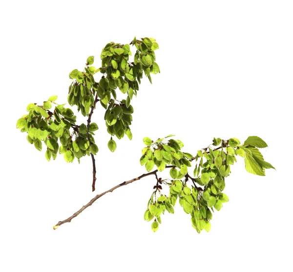 Young shoots, fresh leaves, green unripe seeds of elm branch, bl — Stock Photo, Image