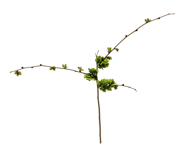 Brotos jovens, folhas frescas, sementes verdes não maduras de ramo de ulmeiro, bl — Fotografia de Stock