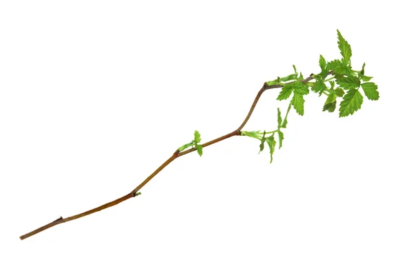 Folha de jovem galho verde arbusto de framboesa folhas isoladas no branco — Fotografia de Stock