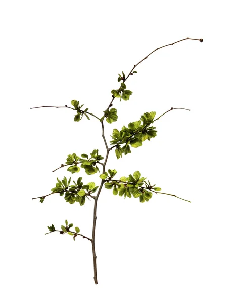 Unga skott, färska blad, gröna omogna frön av elm gren, bl — Stockfoto