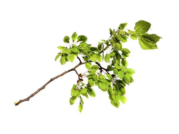 Νεαρών βλαστών, φρέσκα φύλλα, πράσινο άγουροι σπόροι της Φτελιάς υποκατάστημα, bl — Φωτογραφία Αρχείου