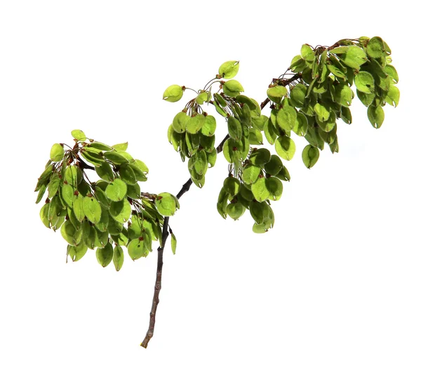 Germogli giovani, foglie fresche, semi verdi acerbi di ramo d'olmo, bl — Foto Stock