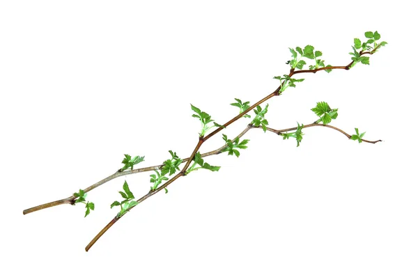 Foglia di giovane ramoscello verde lampone cespuglio foglie isolate su bianco — Foto Stock