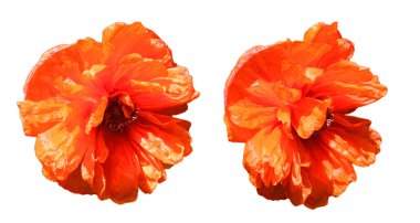 Kırmızı haşhaş beyaz arkaplanda izole edildi