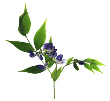 mavi çiçek ve taze yeşil yaprak cl kuru tatlı bezelye çiçek seti