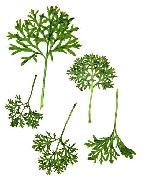 Torrt höst grönt vårlöv isolerade pressade blad på vit rygg — Stockfoto