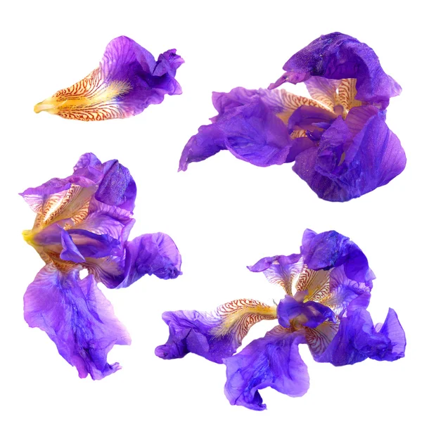 Fleur fraîche Briza, larmes de fleurs violettes perspective coucou fleurs délicates et pétales pour ensemble concept cosmétique — Photo