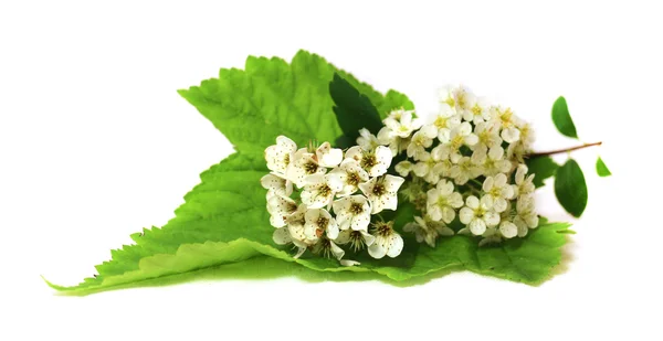 Spirea blanco fresco flores delicadas y pétalos, aislado en whit — Foto de Stock