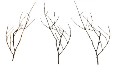 eski kuru dalları böğürtlen, Sicks ve dallar, ahşap demet izolat