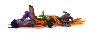 narin çiçekler, yapraklar ve yaprakları PR Sardunya, Petunya, Kuru