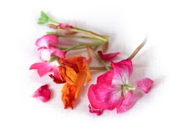 narin çiçekler, yapraklar ve yaprakları PR Sardunya, Petunya, Kuru