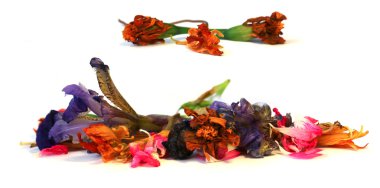 narin çiçekler, yapraklar ve yaprakları PR Sardunya, Petunya, Kuru