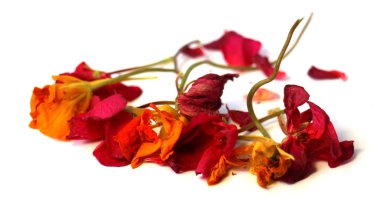 Sardunya, Petunya, Kuru narin çiçek ve yaprakları preslenmiş 