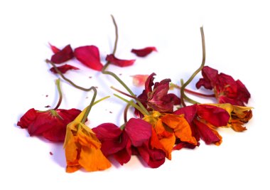 Sardunya, Kuru narin çiçek ve yaprakları preslenmiş ıtır