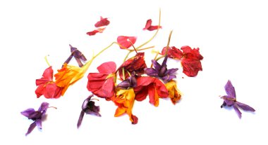 narin çiçekler, yapraklar ve yaprakları PR Sardunya, Petunya, Kuru