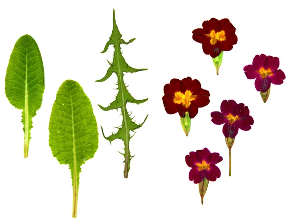 Viola perspectief, paardebloem droge blad droge delicate bloemen en — Stockfoto
