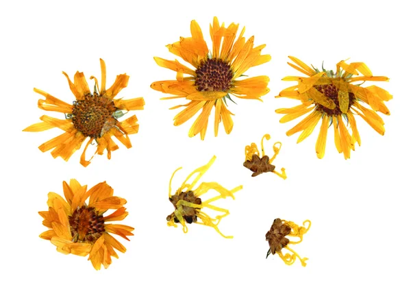 Premuto delicati fiori di crisantemo e petali dalla parte anteriore — Foto Stock
