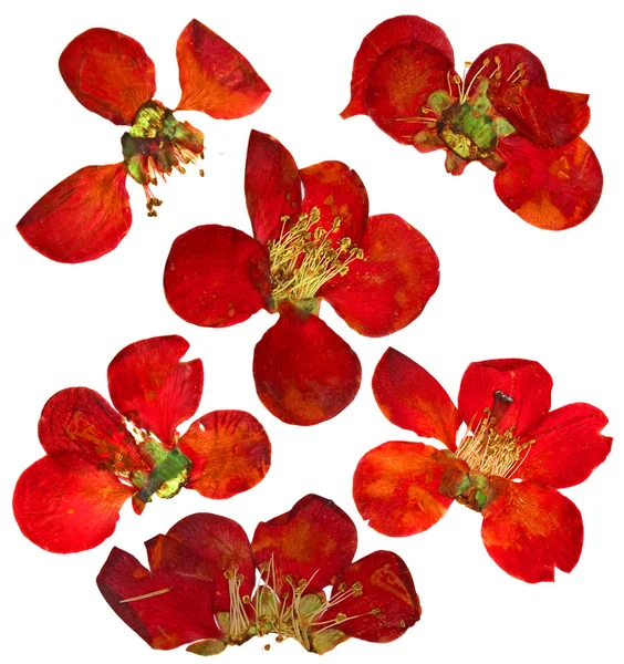 Pressed and dried  flowers and petal of quince blossom — Stock Photo, Image