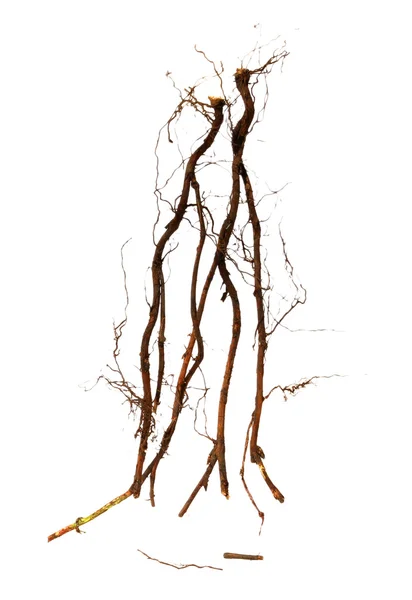 Old dry root of blackberry tree on a white background — Stock Photo, Image
