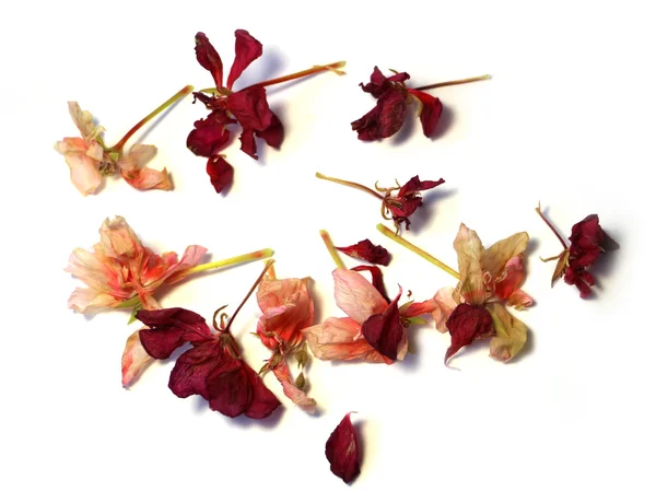 Geranium, droge gevoelige bloemen en blaadjes van geperste pelargonium — Stockfoto