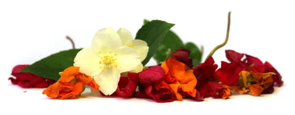 Gerânio, petúnia, flores secas delicadas, folhas e pétalas de pr — Fotografia de Stock