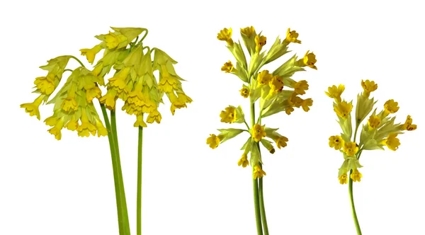 Enzian zarte erste Frühlingsblume isolierte Elemente, weiß b — Stockfoto